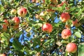 Crop of red ripe apples on an apple-tree in garden Royalty Free Stock Photo