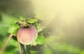 crop of red ripe apples on an apple-tree in garden. harvesting fruits apples in orchard, Space for text Royalty Free Stock Photo