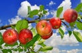 Crop of ripe, red apples ripen on a branch of an apple tree