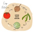 Hand draw sketch vector crop rotation series.