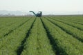 Crop Rows and Farm Machine