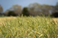 Crop rows of wheat and barley plants showing Agriculture growth and Agronomy