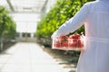 Rear view of crop scientist carrying tomatoes in crate at greenhouse