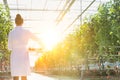 Crop scientist carrying tomatoes in crate with yellow lens flare in background