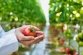 Crop scientist showing tomato in greenhouse