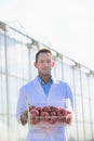 Portrait of crop scientist showing tomatoes in crate at greenhouse