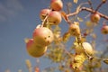 Crop season. Apple crop on blue sky background. Ripe apples on tree branch in autumn. Fruit garden or orchard. Crop Royalty Free Stock Photo