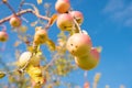 Crop season. Apple crop on blue sky background. Ripe apples on tree branch in autumn. Fruit garden or orchard. Crop Royalty Free Stock Photo