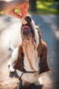 Crop shot from above of anonymous person feeding cheerful dog at a meadow