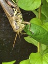 Crop shot of Grasshopper gripping leaf