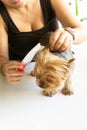 Crop shot portrait of a young Caucasian woman grooming a Yorkshire Terrier Royalty Free Stock Photo