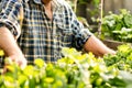 Crop shot of a senior man taking care of his plants in an urban garden. Environment and sustainability concepts Royalty Free Stock Photo