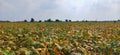 Crop , soyabean, partially damaged, 10 acre field