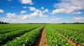 crop soybean farm