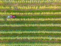 Crop sprayer traktor spraying pesticide or herbicides field. Wind turbines on background. Modern agriculture. Leasing of tractors