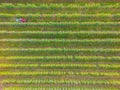 Crop sprayer traktor spraying pesticide or herbicides field. Wind turbines on background. Modern agriculture. Leasing of tractors