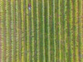 Crop sprayer traktor spraying pesticide or herbicides field. Wind turbines on background. Modern agriculture. Leasing of tractors