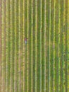 Crop sprayer traktor spraying pesticide or herbicides field. Wind turbines on background. Modern agriculture. Leasing of tractors