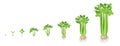 Crop stages of Celery. Growing Celery plant. Harvest growth vegetable. Apium graveolens. Vector flat Illustration