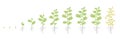 Crop stages of Chickpea. Growing animation chick pea plant. Known as gram or Bengal gram, garbanzo or garbanzo bean, and