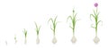 Crop stages of Garlic. Growing Garlic plant. Harvest growth vegetable. Allium sativum. Vector flat Illustration Royalty Free Stock Photo