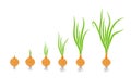 Crop stages of onion. Growing onion plants. Bulbs life cycle