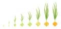 Crop stages of onion. Vector Illustration growing onion plants. Bulbs life cycle. Harvest growth biology. Allium.