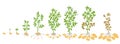 Crop stages of potato. Vector Illustration growing plants. The life cycle. Harvest growth biology. Solanum tuberosum. Royalty Free Stock Photo