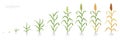 Crop stages of Sorghum. Growing Sorghum plant. Harvest growth grain. Sorghum bicolor. Vector flat Illustration