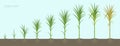 Crop stages of Sugarcane. Growing sugar cane plant used for sugar production. Vector Illustration animation progression