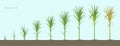 Crop stages of Sugarcane. Growing sugar cane plant used for sugar production. Vector Illustration. Royalty Free Stock Photo