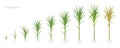 Crop stages of Sugarcane. Growing sugar cane plant used for sugar production. Vector Illustration animation progression. Royalty Free Stock Photo