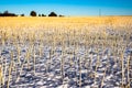 Crop stubble on harvested farmland on the Canadian Prairies Royalty Free Stock Photo