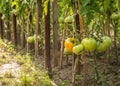 Crop of tomatoes of the garden beds Royalty Free Stock Photo