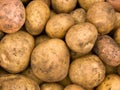 Crop of tubers of a potato