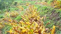 Crop of turmeric