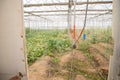 Crop and vegetables growing inside big industrial greenhouse or poly house.