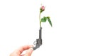 Crop view of a female hand holding a small gun with a red rose in the barrel isolated on white Royalty Free Stock Photo