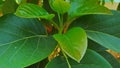 Crop view of nature green avocado leaf