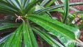 Crop view of nature pandanus leaf