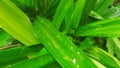 Crop view of nature pandanus leaf