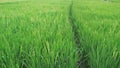 Crop view of nature rice plant or oriza sativa