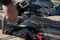 Crop view of scuba diver adult man on a seashore with spearfishing gear and freshly caught octopus Royalty Free Stock Photo