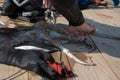 Crop view of scuba diver adult man on a seashore with spearfishing gear and freshly caught octopus Royalty Free Stock Photo