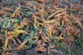Crop waste heap of white cabbage torn root Royalty Free Stock Photo