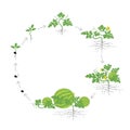 Crop of watermelon plant. Circular round growth stages. Vector illustration. Citrullus lanatus. Watermelon life cycle