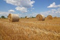 Crop wheat rolls of straw in a field after wheat harvested in agriculture farm Royalty Free Stock Photo