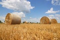 Crop wheat rolls of straw in a field after wheat harvested in agriculture farm Royalty Free Stock Photo