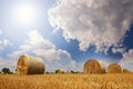 Crop wheat rolls of straw in a field after wheat harvested in agriculture farm Royalty Free Stock Photo