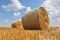 Crop wheat rolls of straw in a field after wheat harvested in agriculture farm Royalty Free Stock Photo